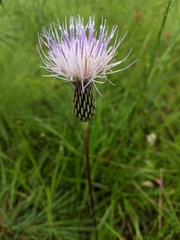Cirsium lecontei