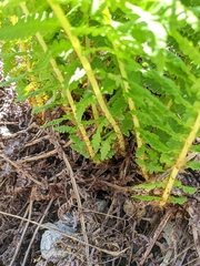 Athyrium americanum