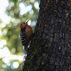Dendrocopos hyperythrus