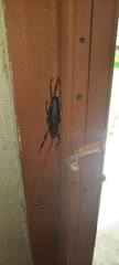 Nesoecia nigrispina