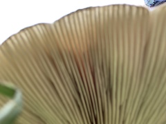 Chlorophyllum