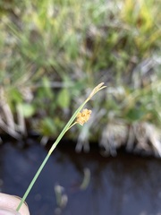 Carex aurea
