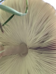 Chlorophyllum