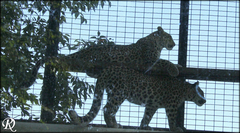 Panthera pardus tulliana