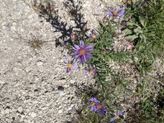 Eucephalus ledophyllus