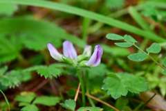 Astragalus nokoensis
