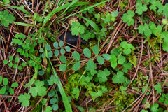 Astragalus nokoensis