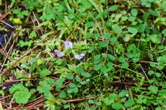 Astragalus nokoensis