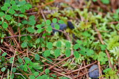 Astragalus nokoensis