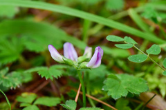 Astragalus nokoensis