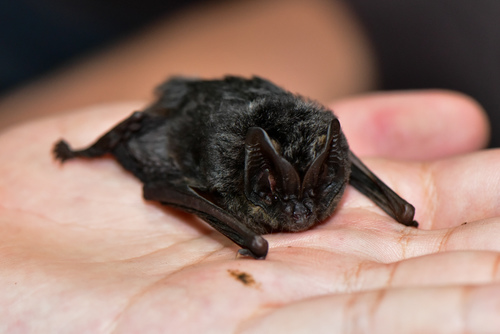 Darjeeling Barbastelle (Barbastella darjelingensis) — Least Concern Mammalia