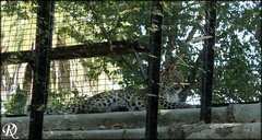 Panthera pardus tulliana