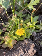 Erythranthe primuloides