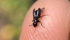 Asydates grandiceps