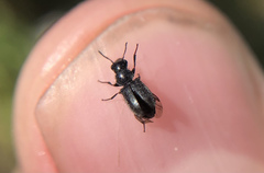 Asydates grandiceps