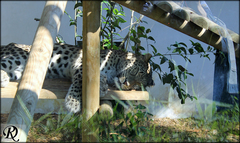 Panthera pardus tulliana