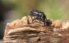 Asydates grandiceps