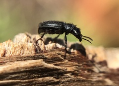Asydates grandiceps