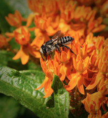 Megachile texana