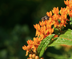 Megachile texana