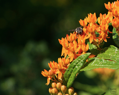 Megachile texana