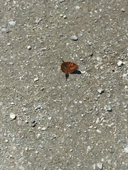 Argynnis niobe