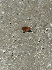Argynnis niobe