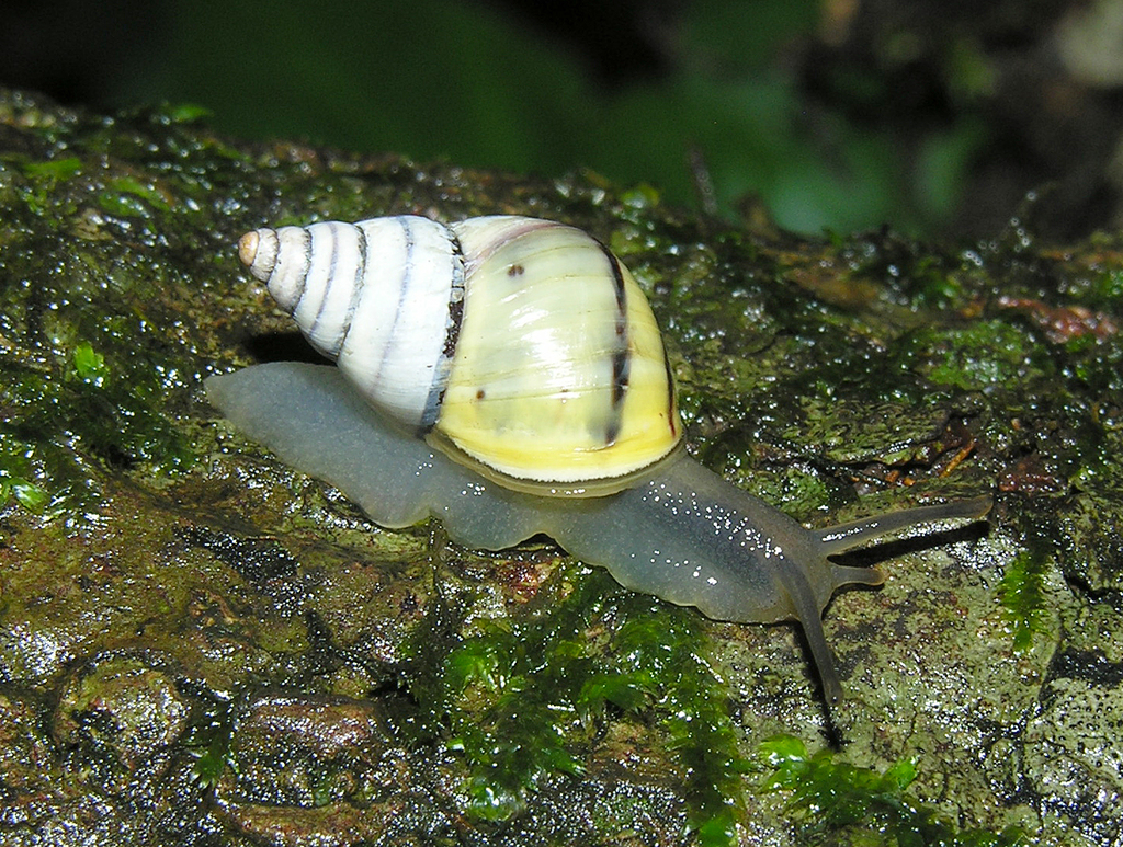 Zomba Porcelain Snail