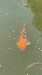 Cyprinus rubrofuscus