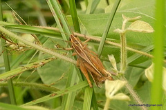 Orthoptera