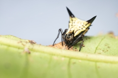 Micrathena triangularispinosa