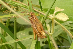 Orthoptera