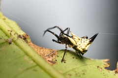 Micrathena triangularispinosa