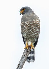 Rupornis magnirostris