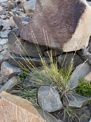 Piptatheropsis exigua