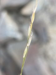 Piptatheropsis exigua