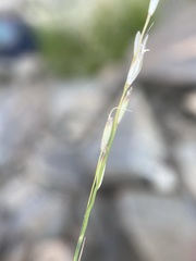 Piptatheropsis exigua