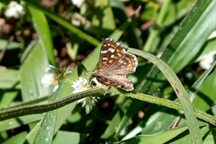 Aricoris hubrichi