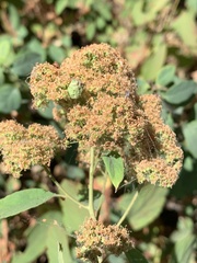 Spiraea × pyramidata