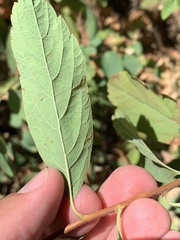 Spiraea × pyramidata