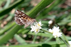 Aricoris hubrichi