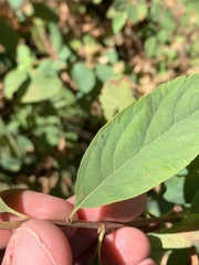 Spiraea × pyramidata