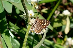 Aricoris hubrichi