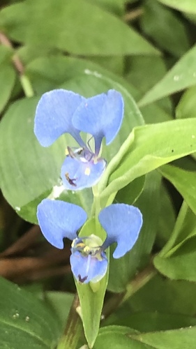 Commelina benghalensis image