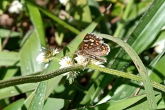 Aricoris hubrichi