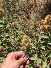 Spiraea × pyramidata