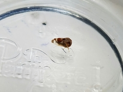 Cyrtolobus vau