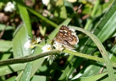 Aricoris hubrichi