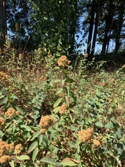 Spiraea × pyramidata