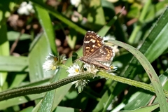 Aricoris hubrichi